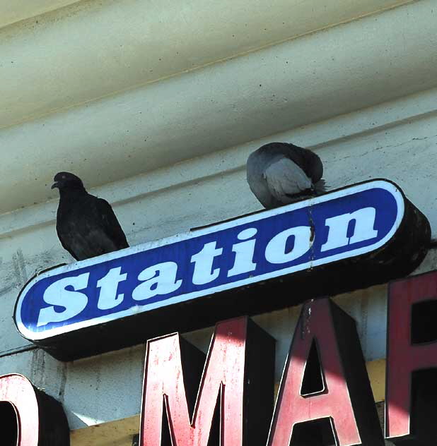 Hollywood Pigeons 