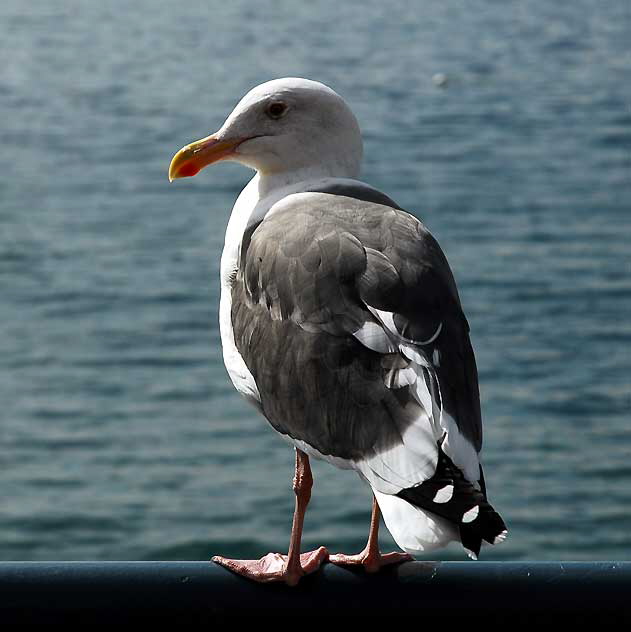 Santa Monica Pier, Friday, October 29, 2010