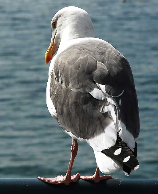 Santa Monica Pier, Friday, October 29, 2010