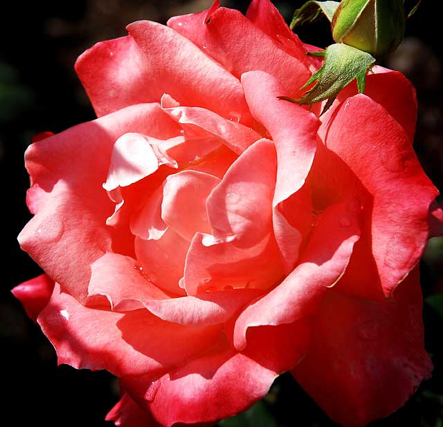 Rose, Betty's Garden, Santa Monica Boulevard, Beverly Hills, Saturday, October 30, 2010