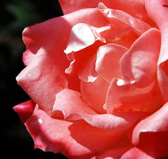 Rose, Betty's Garden, Santa Monica Boulevard, Beverly Hills, Saturday, October 30, 2010