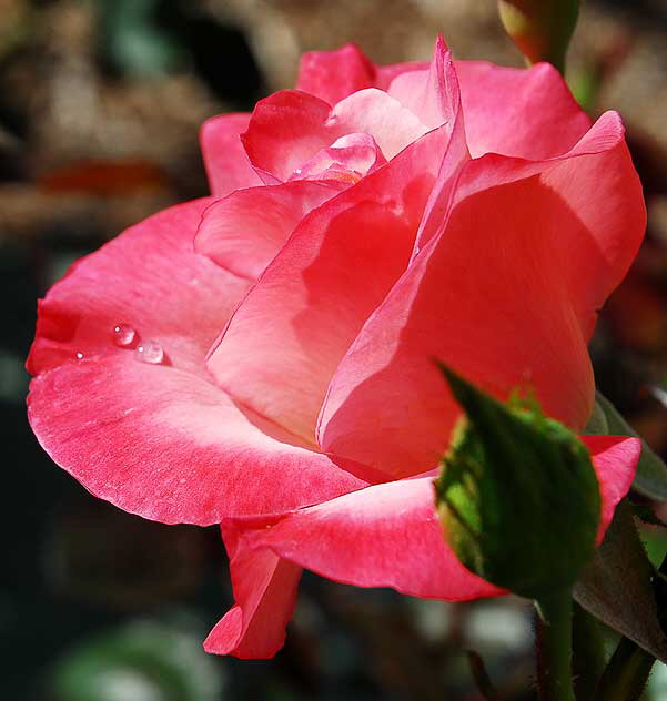 Rose, Betty's Garden, Santa Monica Boulevard, Beverly Hills, Saturday, October 30, 2010