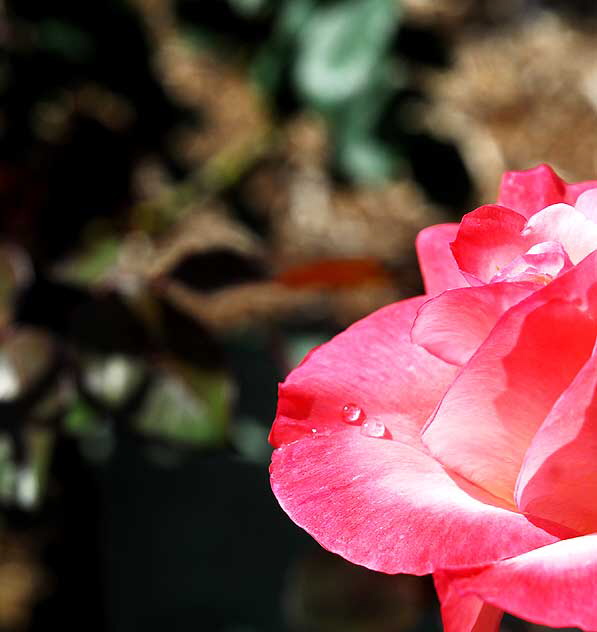 Rose, Betty's Garden, Santa Monica Boulevard, Beverly Hills, Saturday, October 30, 2010