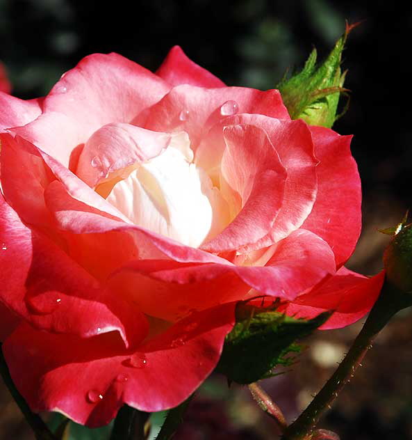 Rose, Betty's Garden, Santa Monica Boulevard, Beverly Hills, Saturday, October 30, 2010