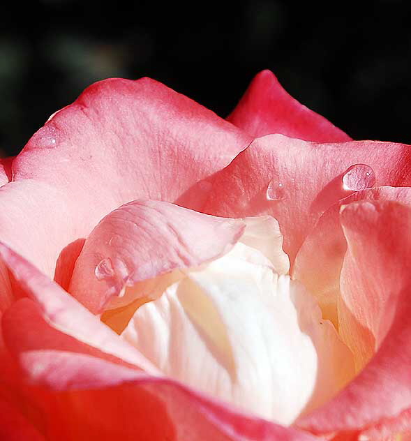 Rose, Betty's Garden, Santa Monica Boulevard, Beverly Hills, Saturday, October 30, 2010