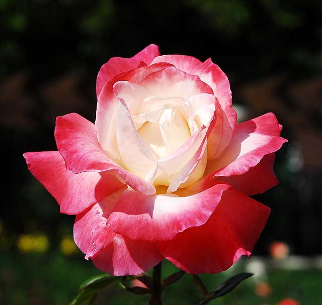 Rose, Betty's Garden, Santa Monica Boulevard, Beverly Hills, Saturday, October 30, 2010