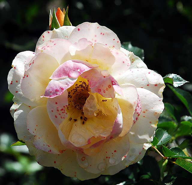 Rose, Betty's Garden, Santa Monica Boulevard, Beverly Hills, Saturday, October 30, 2010