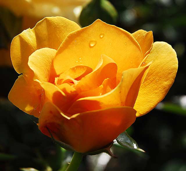 Rose, Betty's Garden, Santa Monica Boulevard, Beverly Hills, Saturday, October 30, 2010