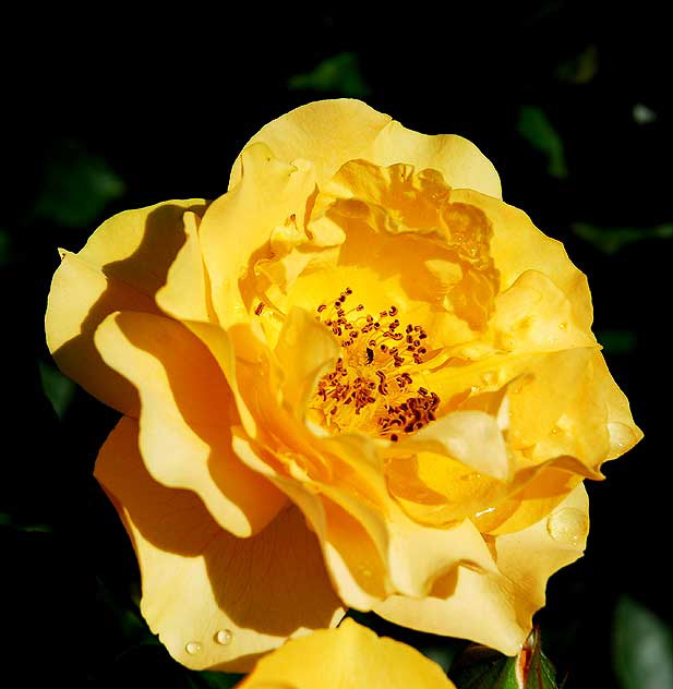 Rose, Betty's Garden, Santa Monica Boulevard, Beverly Hills, Saturday, October 30, 2010