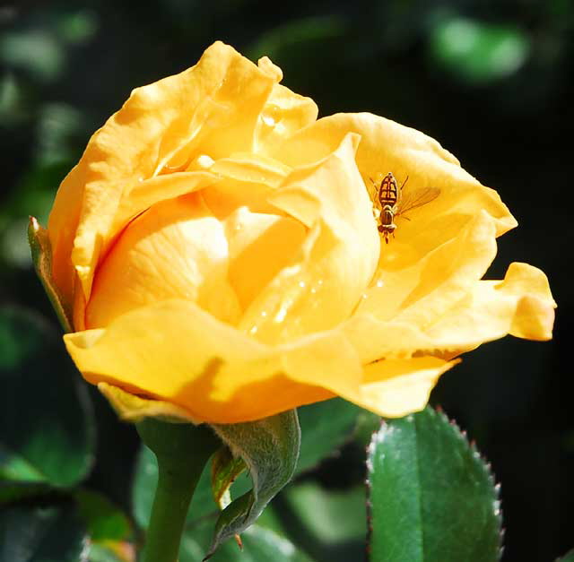 Rose, Betty's Garden, Santa Monica Boulevard, Beverly Hills, Saturday, October 30, 2010