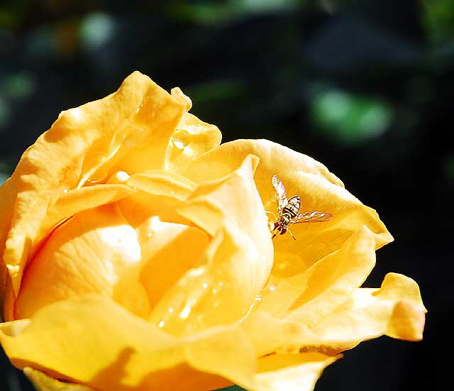 Rose, Betty's Garden, Santa Monica Boulevard, Beverly Hills, Saturday, October 30, 2010