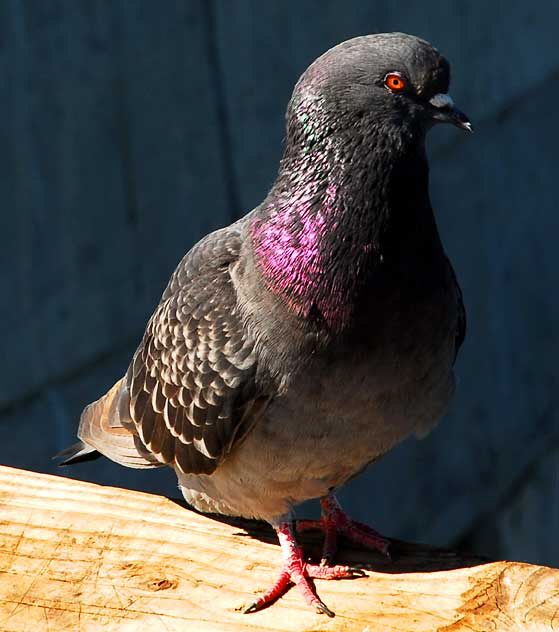 Pigeon, Venice Beach Pier, Tuesday, November 2, 2010