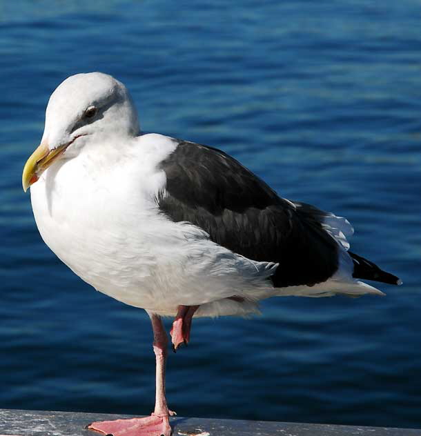 Gull, Venice Beach Pier, Tuesday, November 2, 2010