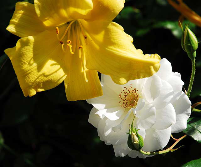 Yellow and White, Beverly Hills, Saturday, November 6, 2010