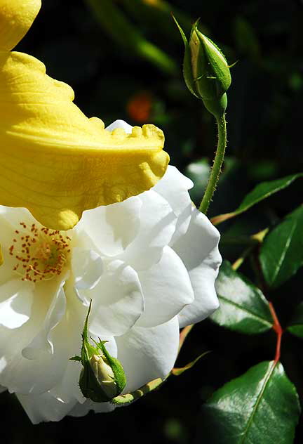 Yellow and White, Beverly Hills, Saturday, November 6, 2010