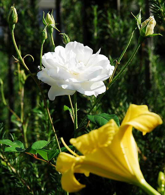 Yellow and White, Beverly Hills, Saturday, November 6, 2010