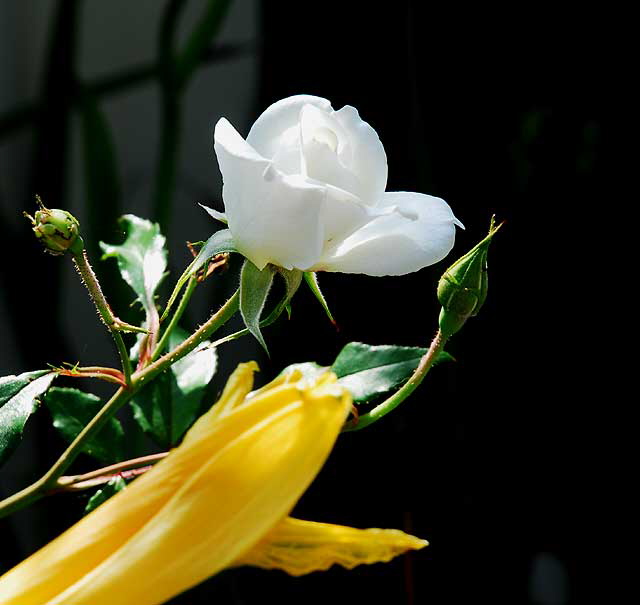 Yellow and White, Beverly Hills, Saturday, November 6, 2010