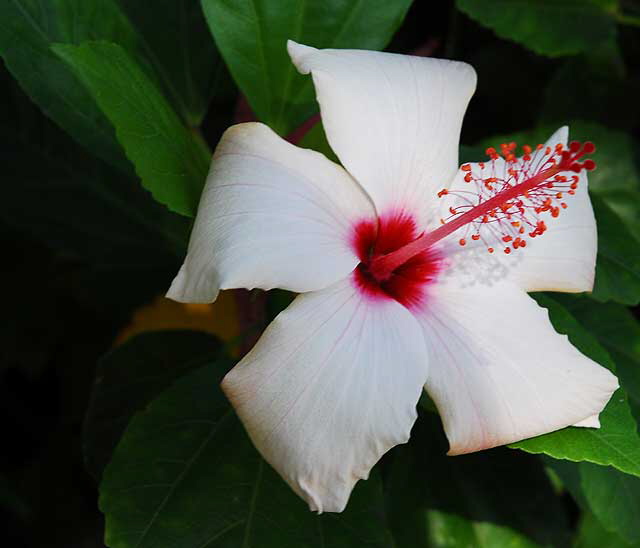 Hawaiian hibiscus, Hibiscus arnottianus