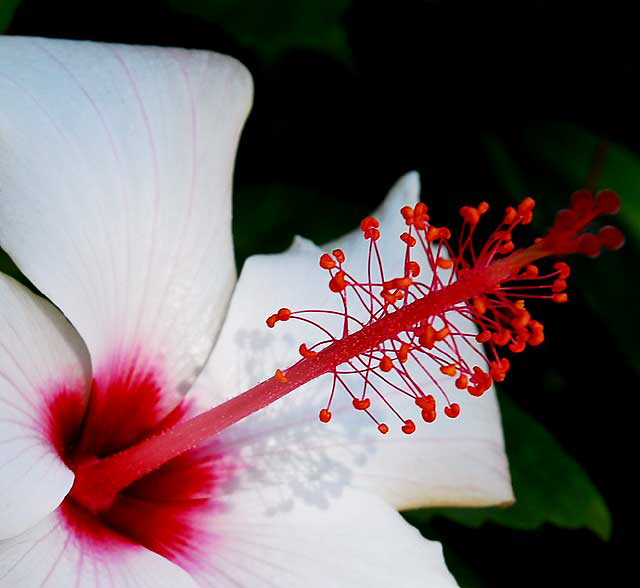 Hawaiian hibiscus, Hibiscus arnottianus