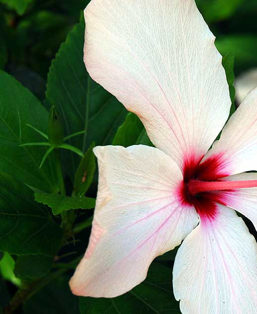 Hawaiian hibiscus, Hibiscus arnottianus