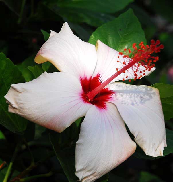 Hawaiian hibiscus, Hibiscus arnottianus