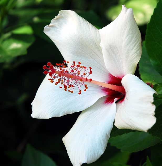 Hawaiian hibiscus, Hibiscus arnottianus