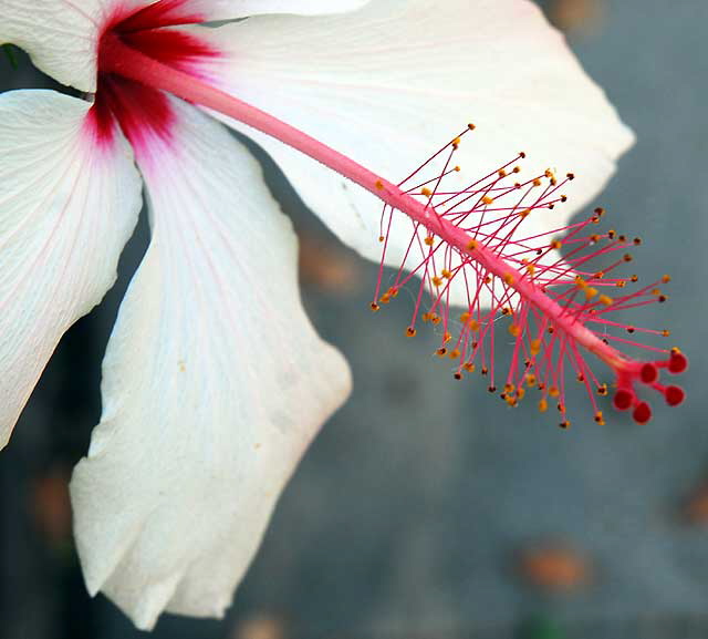 Hawaiian hibiscus, Hibiscus arnottianus