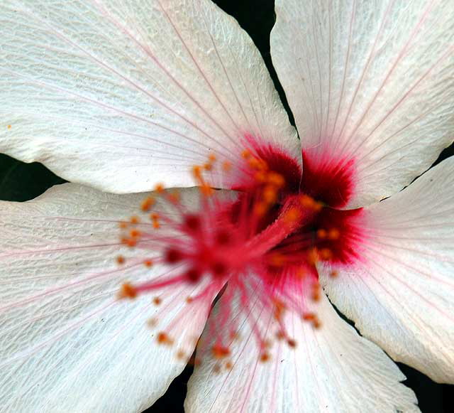 Hawaiian hibiscus, Hibiscus arnottianus