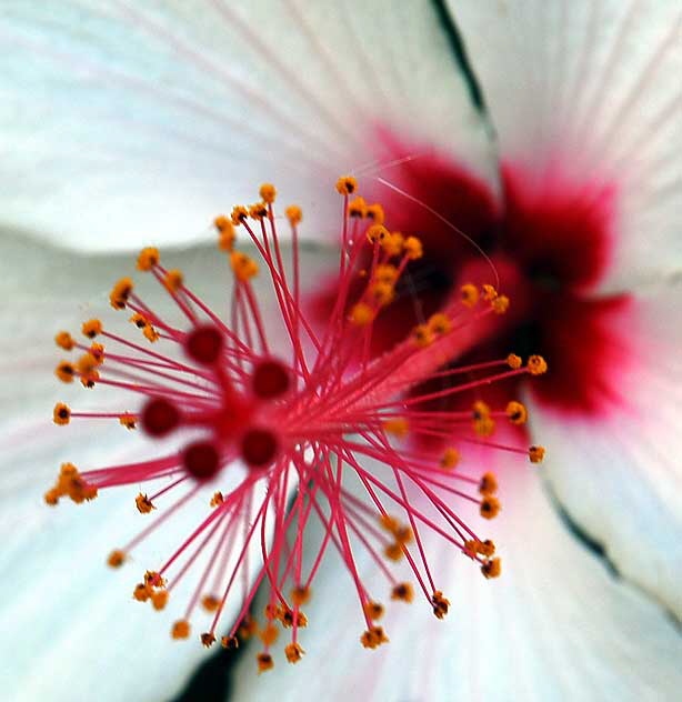 Hawaiian hibiscus, Hibiscus arnottianus