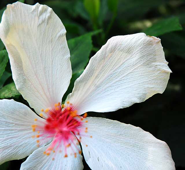 Hawaiian hibiscus, Hibiscus arnottianus