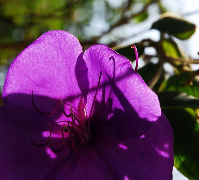 Backlit Purple, Beverly Hills, Saturday, November 6, 2010