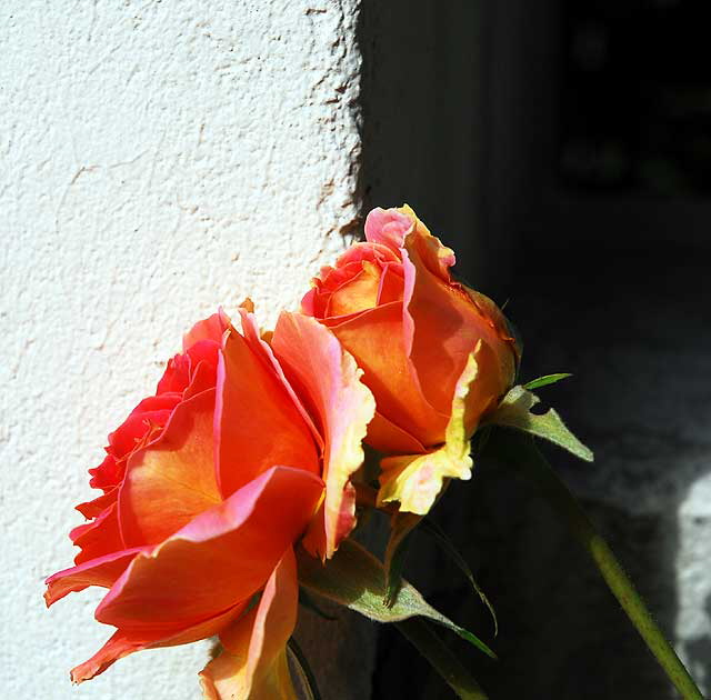 Curbside Roses, Beverly Hills, Saturday, November 6, 2010