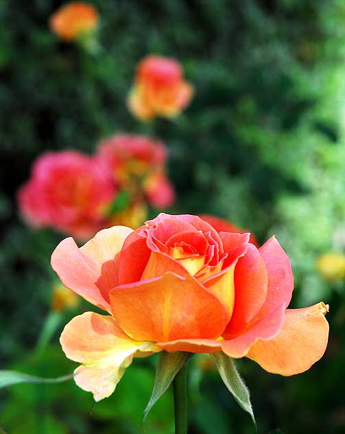 Curbside Rose, Beverly Hills, Saturday, November 6, 2010