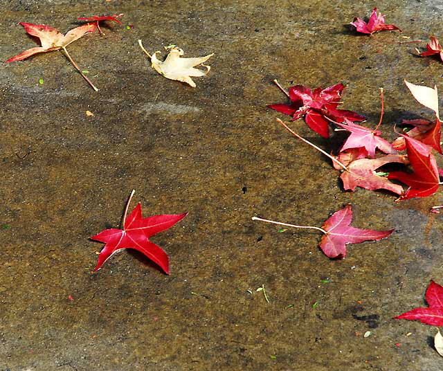 Beverly Hills Sidewalk, Saturday, November 6, 2010