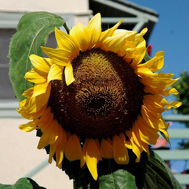 Hollywood Sunflower 