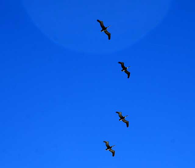 Pelicans in flight