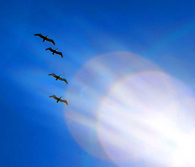 Pelicans in flight…