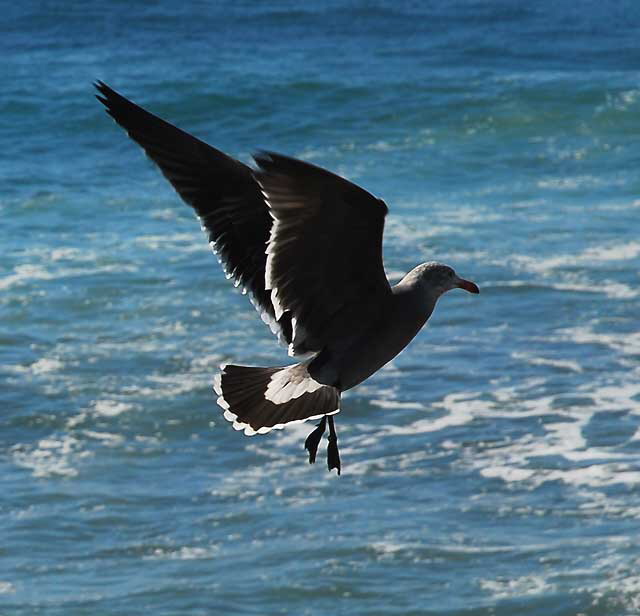 Gull, Thursday, November 11, 2010