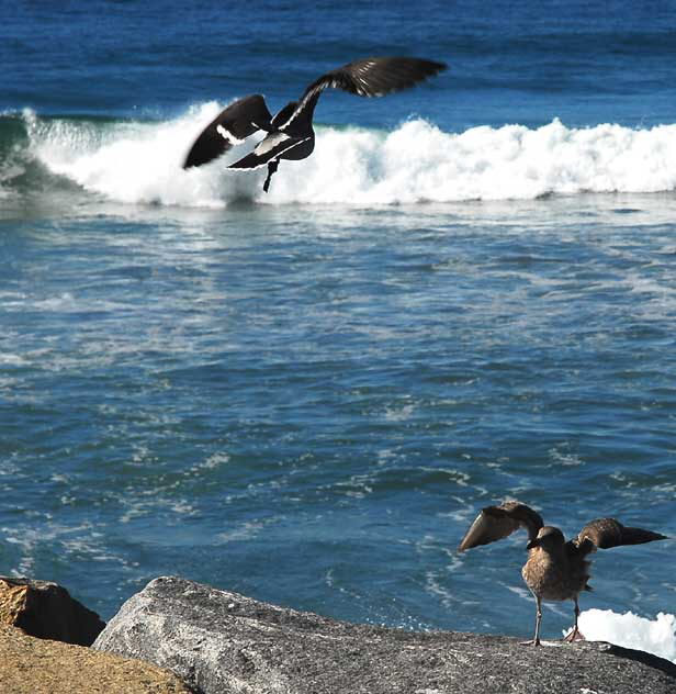 Gulls, Thursday, November 11, 2010