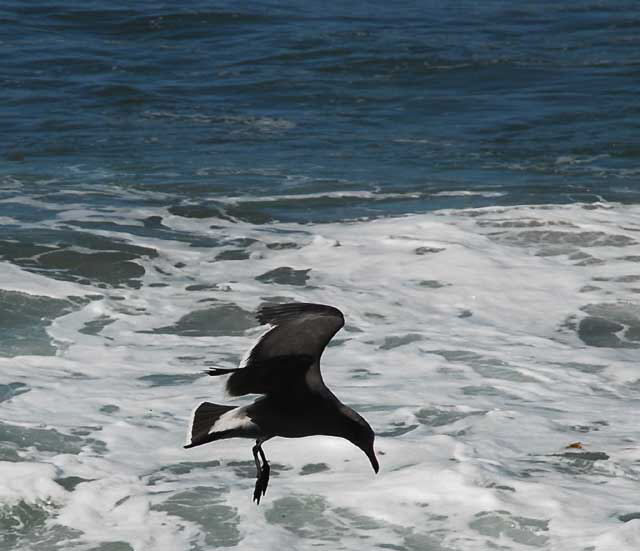 Gull, Thursday, November 11, 2010