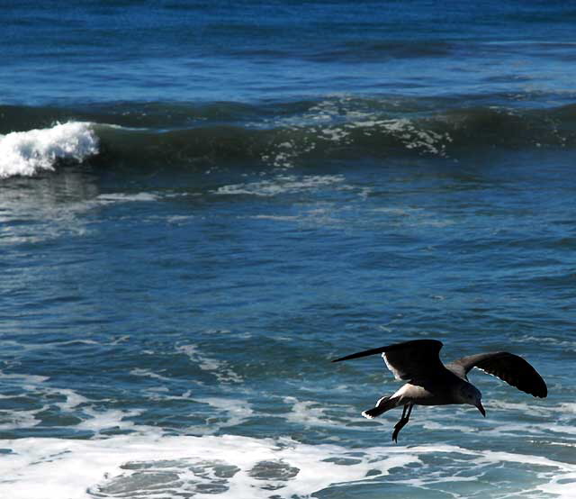 Gull, Thursday, November 11, 2010