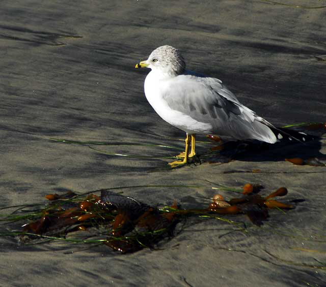 Gull, Thursday, November 11, 2010