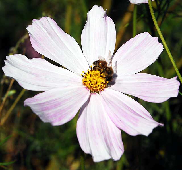 Bee in a garden in West Hollywood, Saturday, November 13, 2010