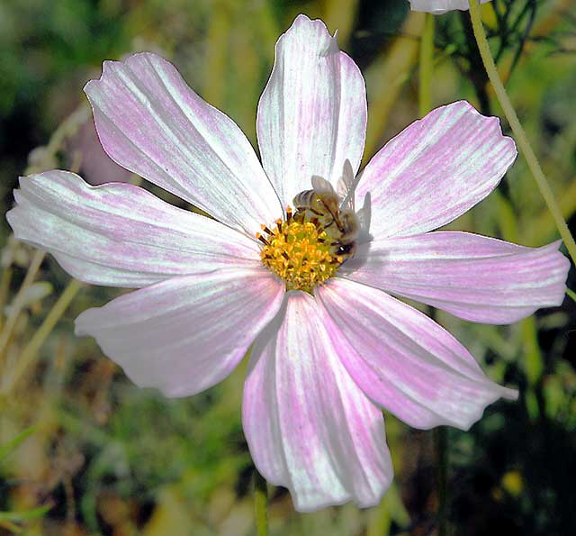 Bee in a garden in West Hollywood, Saturday, November 13, 2010