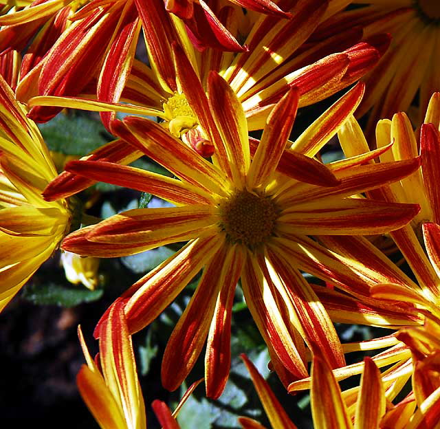 Daisies in a garden in West Hollywood, Saturday, November 13, 2010