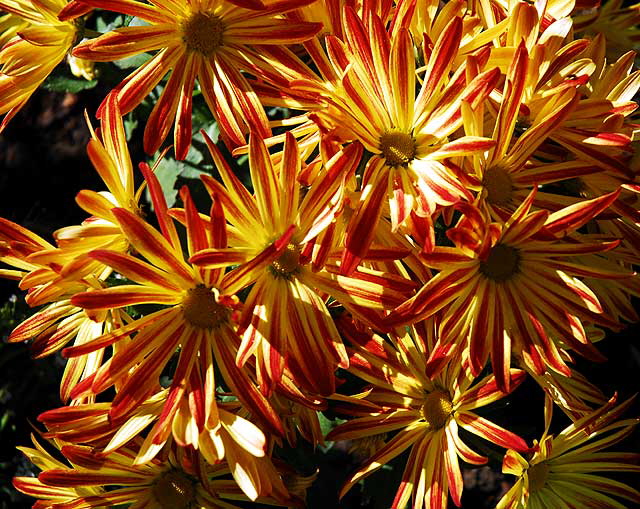 Daisies in a garden in West Hollywood, Saturday, November 13, 2010