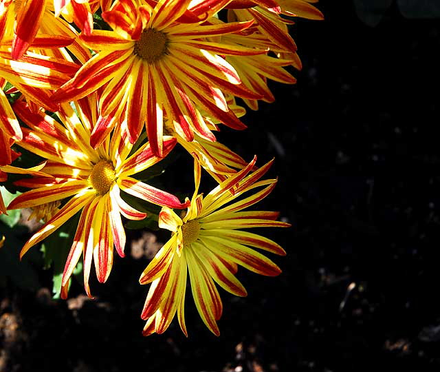 Daisies in a garden in West Hollywood, Saturday, November 13, 2010