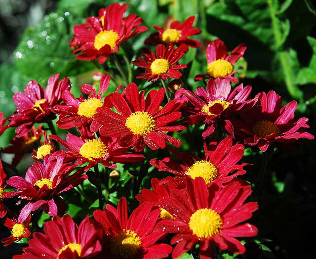 Daisies in a garden in West Hollywood, Saturday, November 13, 2010