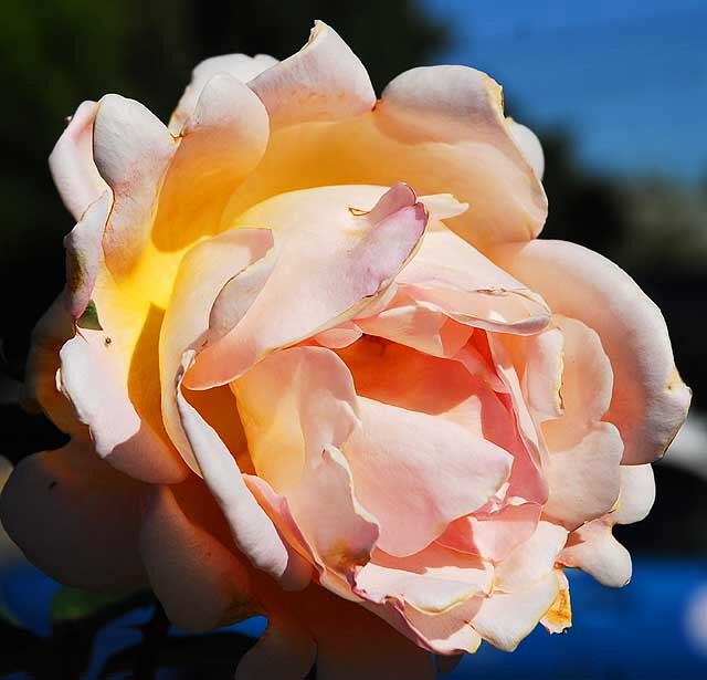 Rose in a garden in West Hollywood, Saturday, November 13, 2010