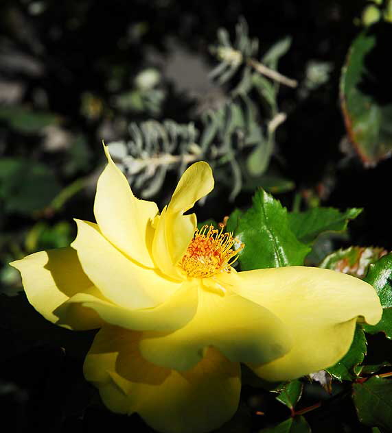 Rose in a garden in West Hollywood, Saturday, November 13, 2010